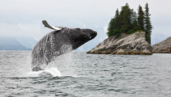 Горбатый кит на Аляске