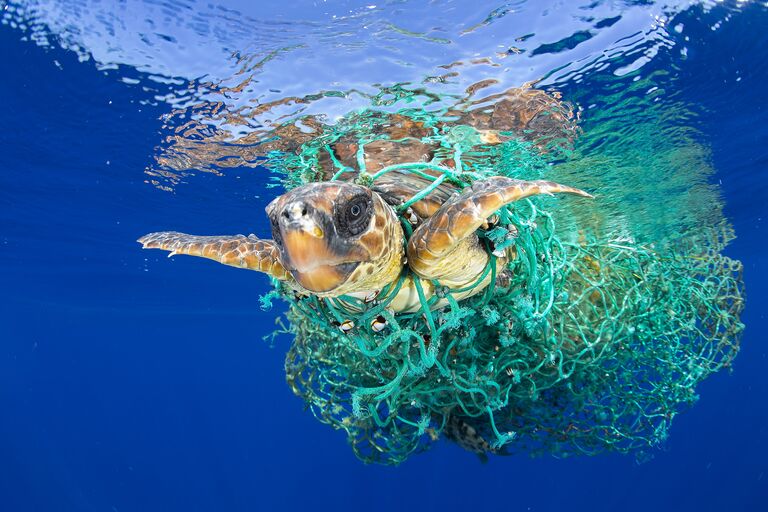 Caretta Caretta Trapped фотографа Francis Pérez занявшего первое место в категории Природа в фотоконкурсе World Press Photo