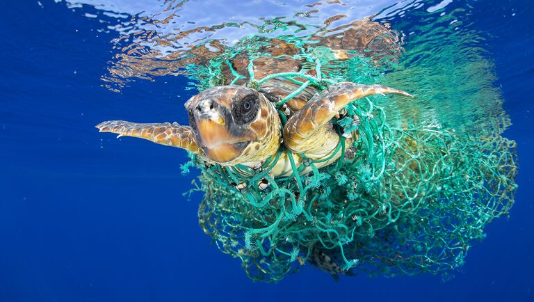 Caretta Caretta Trapped фотографа Francis Pérez занявшего первое место в категории Природа в фотоконкурсе World Press Photo