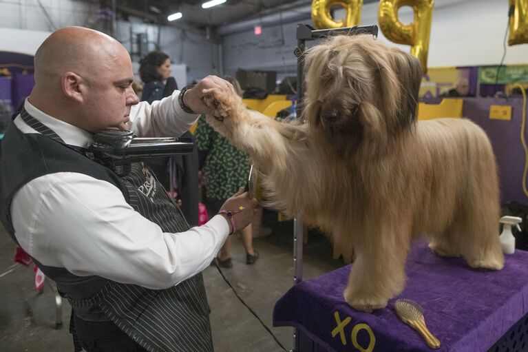 Собака породы бриар во время выставки Westminster Kennel Club Dog в Нью-Йорке