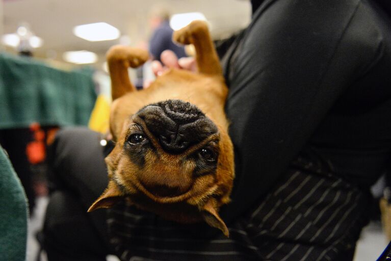 Собака на выставке Westminster Kennel Club Dog в Нью-Йорке