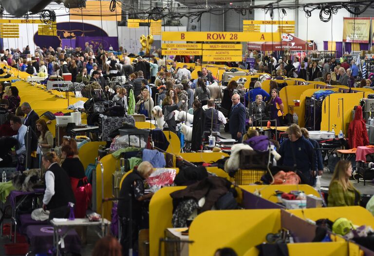 Собаки во время выставки Westminster Kennel Club Dog в Нью-Йорке