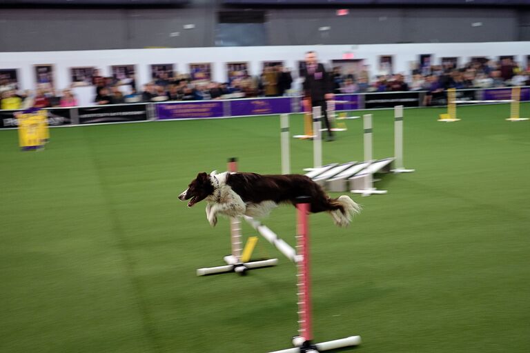 Выступление собаки во время выставки Westminster Kennel Club Dog в Нью-Йорке