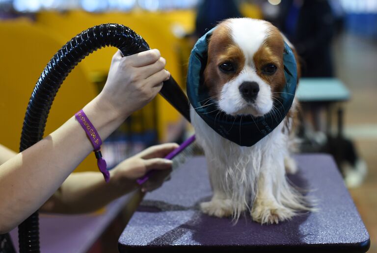 Собака породы Кавалер кинг чарльз спаниель во время выставки Westminster Kennel Club Dog в Нью-Йорке