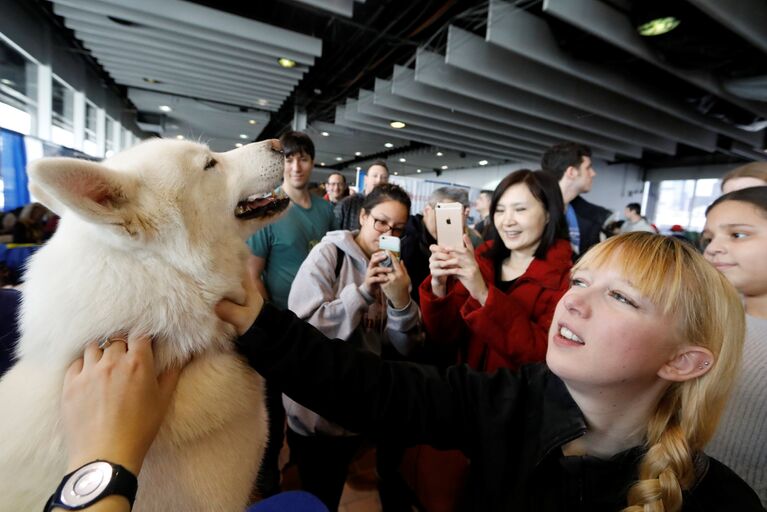 Собака во время выставки Westminster Kennel Club Dog в Нью-Йорке