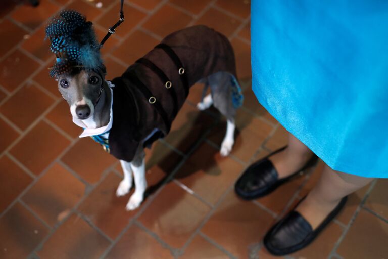 Собака породы левретка до начала выставки Westminster Kennel Club Dog в Нью-Йорке