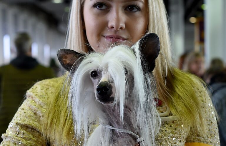 Китайская хохлатая в первый день соревнований на выставке Westminster Kennel Club Dog в Нью-Йорке