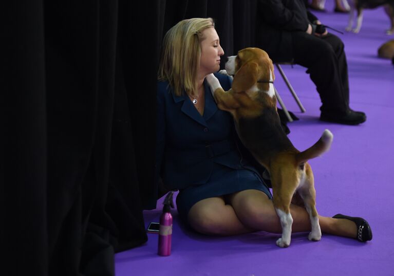 Хозяйка со своим биглем в первый день соревнований на выставке Westminster Kennel Club Dog в Нью-Йорке