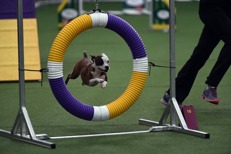 Выступление собаки во время выставки Westminster Kennel Club Dog в Нью-Йорке