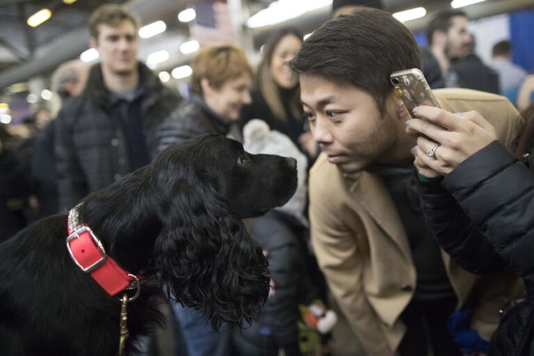 Английский кокер-спаниель во время выставки Westminster Kennel Club Dog в Нью-Йорке