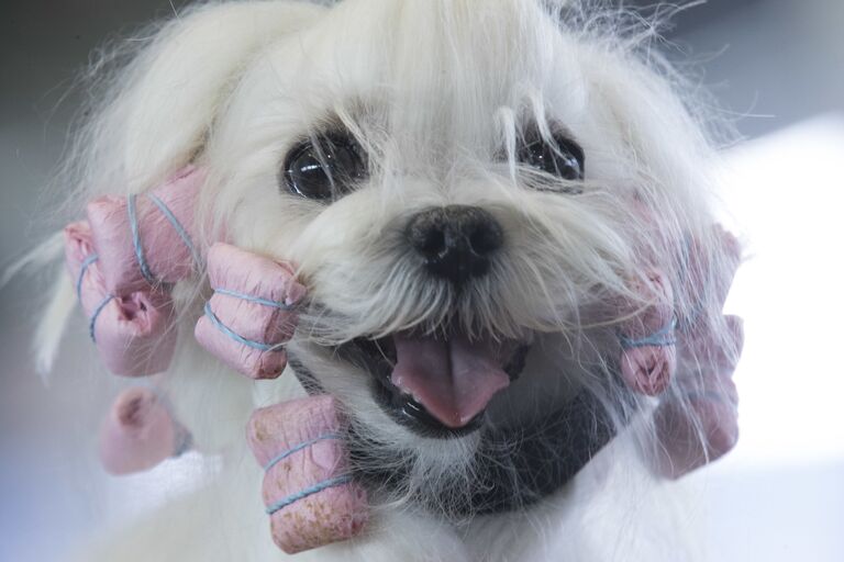 Собака породы мальтезе во время выставки Westminster Kennel Club Dog в Нью-Йорке