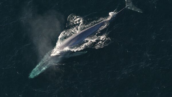 Синий кит. Архивное фото