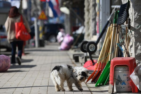 Собака на одной из улиц в городе Пхенчхан в Республике Коре