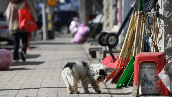 Собака на одной из улиц в городе Пхенчхан в Республике Корея. Архивное фото