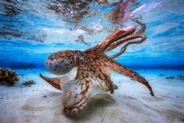 Работа фотографа из Франции Gabriel Barathieu Dancing Octopus для конкурса 2017 Underwater Photographer of the Year, занявшее 1 место