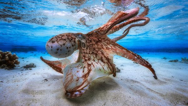 Работа фотографа из Франции Gabriel Barathieu Dancing Octopus для конкурса 2017 Underwater Photographer of the Year, занявшее 1 место