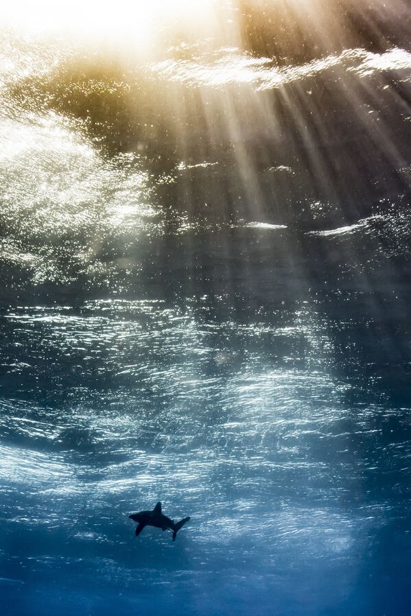 Работа фотографа из Аргентины Horacio Martinez Oceanic in the Sky для конкурса 2017 Underwater Photographer of the Year, занявшее 3 место