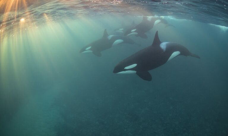 Работа фотографа из Великобритании Nicholai Georgiou Orca Pod для конкурса 2017 Underwater Photographer of the Year, занявшее 4 место