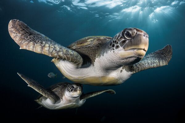 Работа фотографа из Франции Greg Lecoeur  Green Turtles in the rays для конкурса 2017 Underwater Photographer of the Year