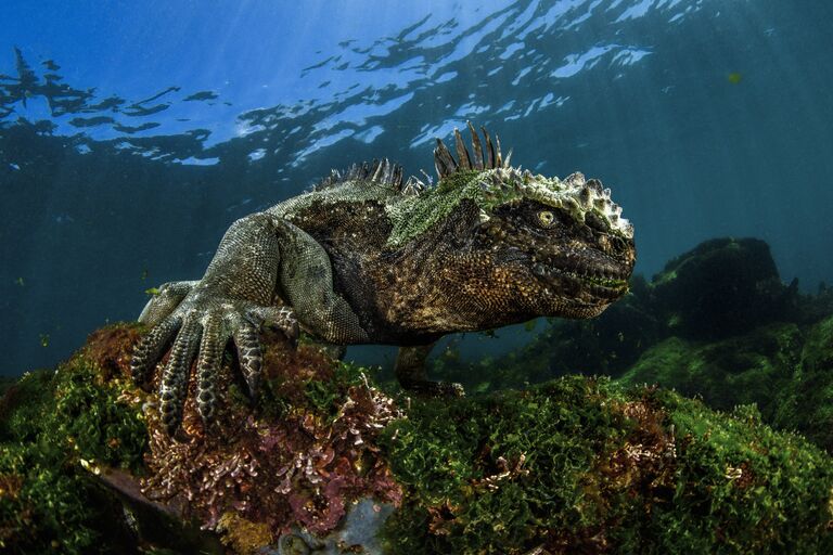 Работа фотографа из Великобритании Damien Mauric Imp of darkness для конкурса 2017 Underwater Photographer of the Year