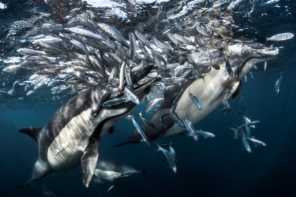 Работа фотографа из Франции Greg Lecoeur Dolphins hunting для конкурса 2017 Underwater Photographer of the Year