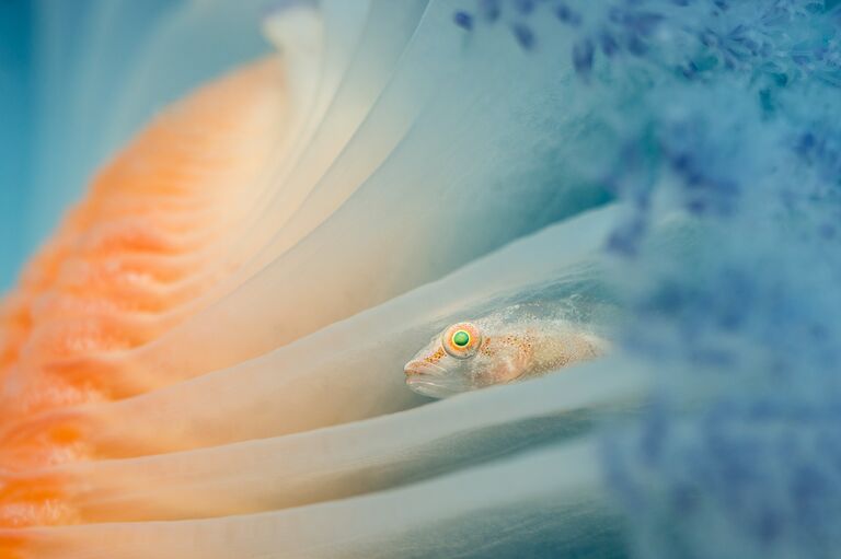 Работа фотографа из Мозамбика Jenny Stromvoll Graceful ballet для конкурса 2017 Underwater Photographer of the Year