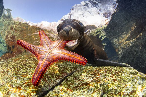 Работа фотографа из Испании Francis Pеrez Sealion playing with starfish для конкурса 2017 Underwater Photographer of the Year