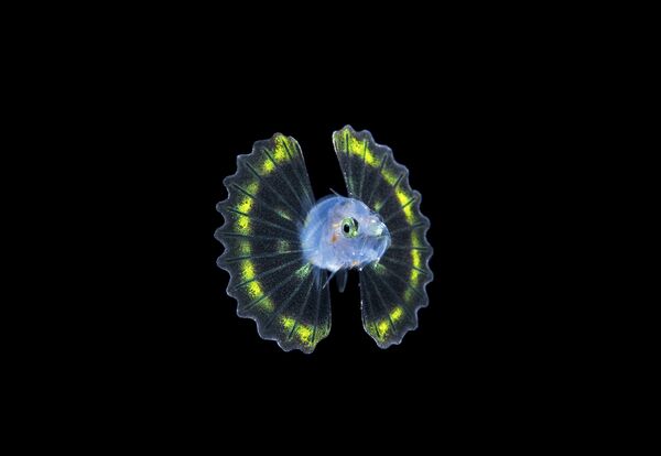 Работа фотографа из США Steven Kovacs larval Lionfish для конкурса 2017 Underwater Photographer of the Year