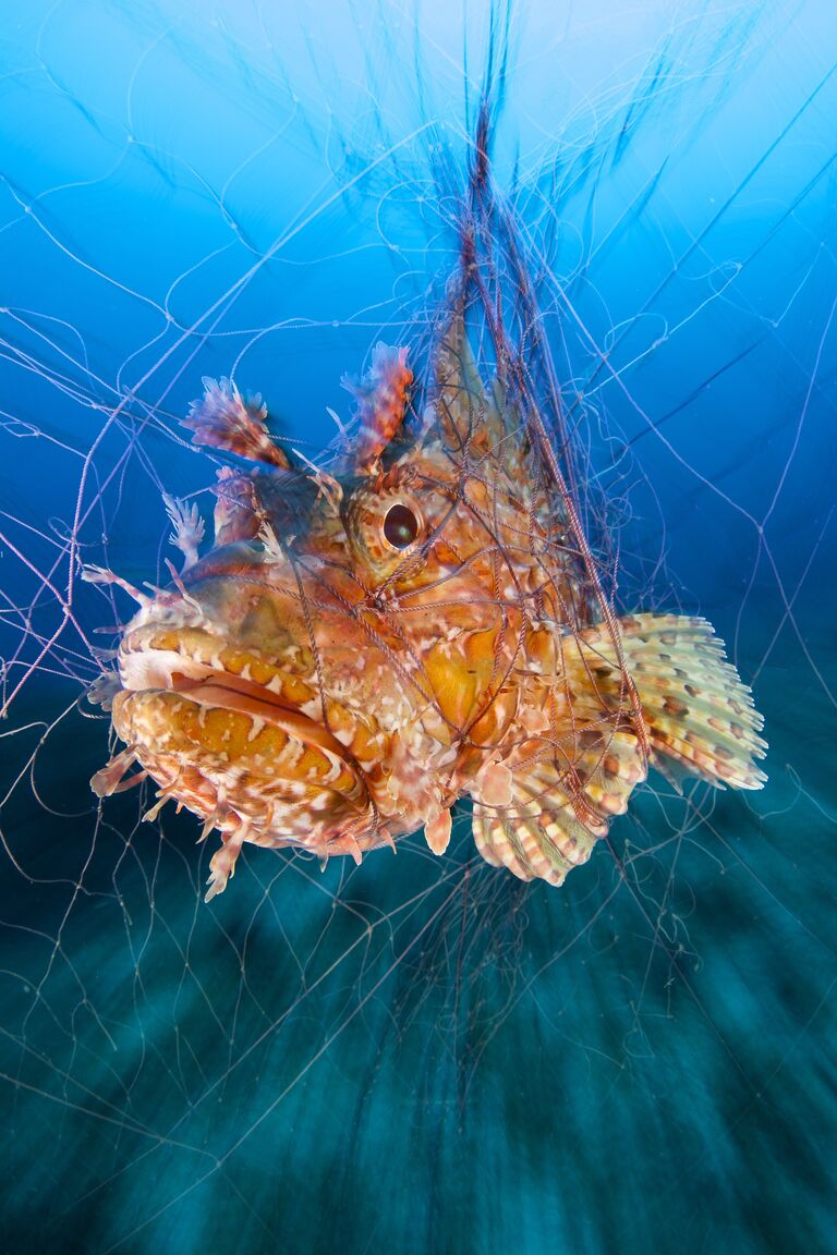 Работа фотографа из Италии Guglielmo Cicerchia Big Red для конкурса 2017 Underwater Photographer of the Year