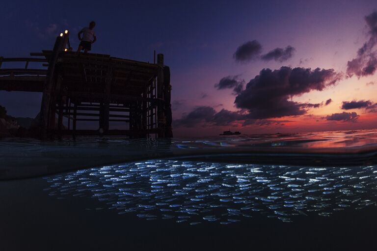 Работа фотографа из Канады Tony Myshlyaev Silversides at Twilight для конкурса 2017 Underwater Photographer of the Year