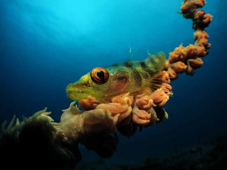 Работа фотографа из Мозамбика Jenny Stromvoll I’ve got my eye on you! для конкурса 2017 Underwater Photographer of the Year