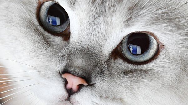 Отражение логотипа социальной сети Фейсбук в глазах кошки