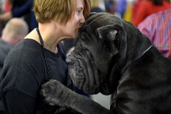 Рэйчел Хоскинг с неаполитанским мастифом во время соревнований на выставке Westminster Kennel Club Dog в Нью-Йорке