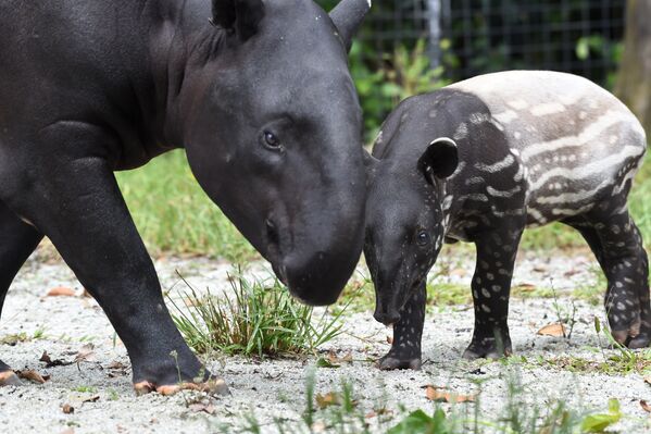 Двухмесячный детеныш чепрачного тапира со своей матерью в вольере зоопарка Сингапура