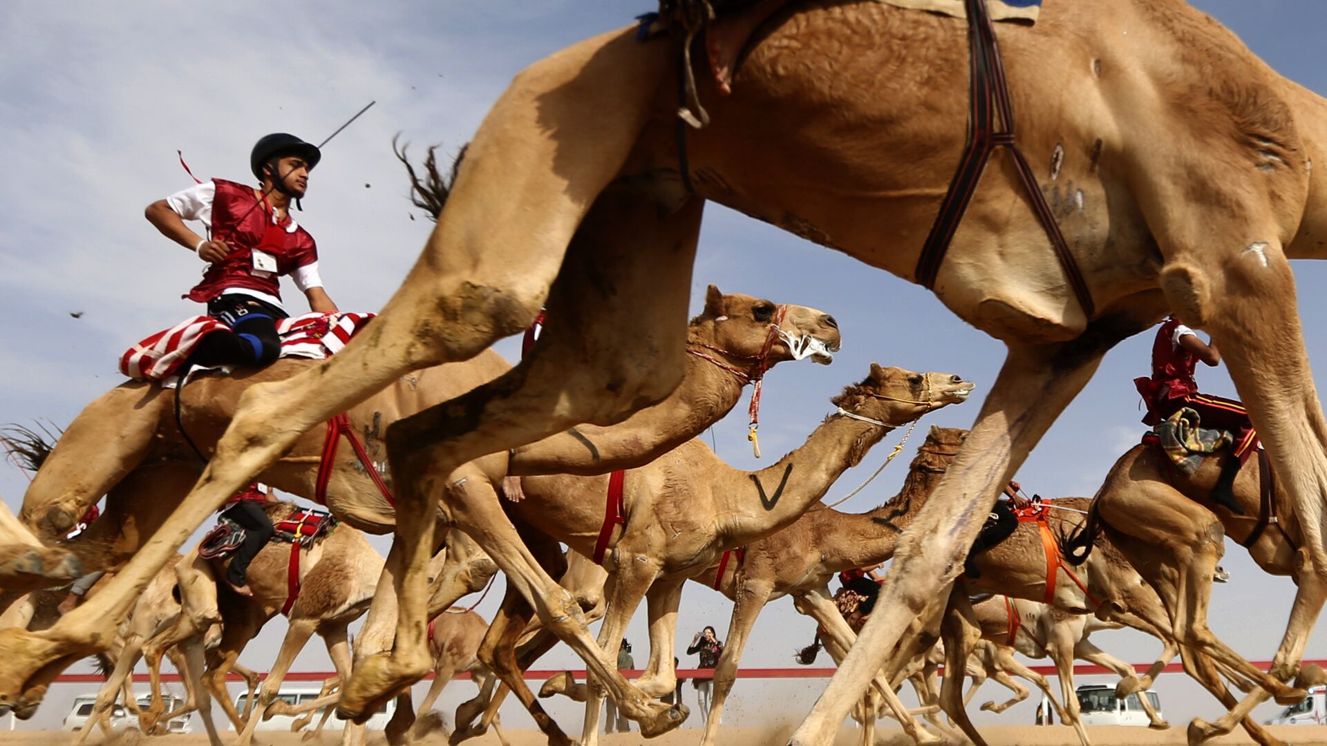 Традиционные верблюжьи бега во время фестиваля верблюдов на окраине Абу-Даби, ОАЭ - РИА Новости, 1920, 17.12.2020