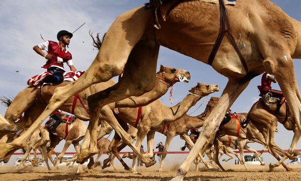 Традиционные верблюжьи бега во время фестиваля верблюдов на окраине Абу-Даби, ОАЭ