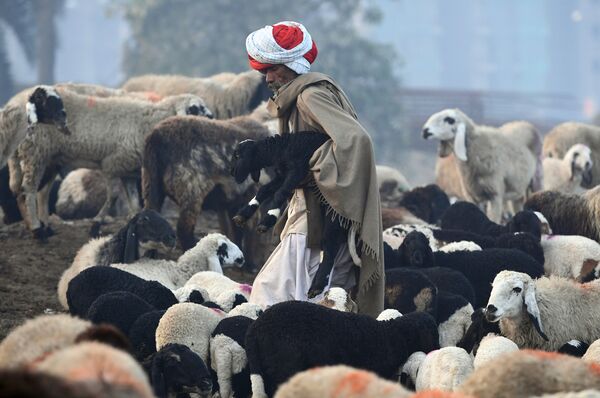 Кочевой пастух на окраине Нью-Дели, Индия