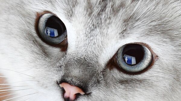 Отражение логотипа социальной сети Фейсбук в глазах кошки