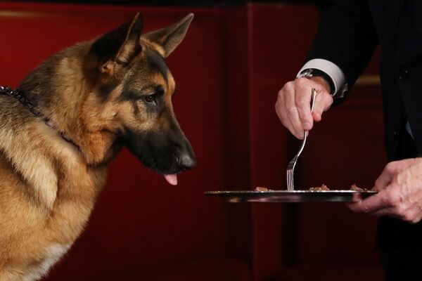Немецкая овчарка по кличке Румор стала победителем на выставке Westminster Kennel Club Dog в Нью-Йорке