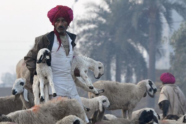 Индийский кочевой пастух из Раджастхана со своим стадом на окраине Нью-Дели