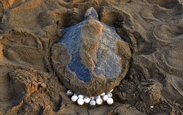 Оливковая черепаха откладывает яйца на пляже Rushikulya в Индии