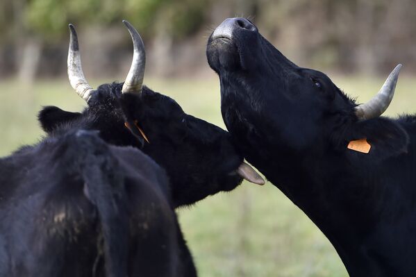 Коровы на органической молочной ферме в Плессе, Франция
