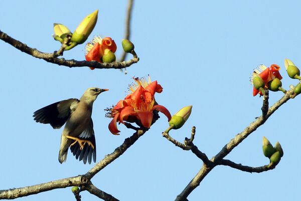 Птица подлетает к цветку хлопкового дерева, которое пользуется популярностью в центральной части Мьянмы за свои съедобные цветы