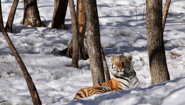 Более 20 тигров обитают в Лазовском заповеднике и Зове тигра
