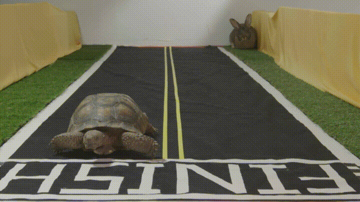Видео состязаний по бегу между зайцем и черепахой стало хитом Facebook