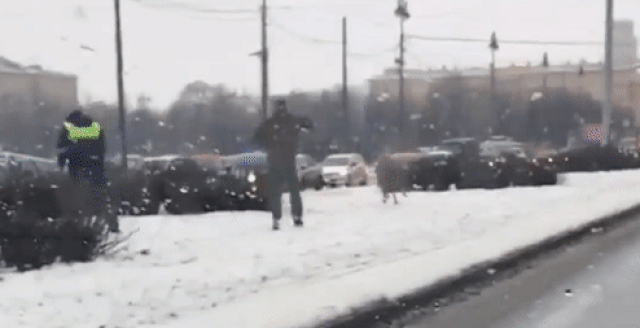 Полицейские поймали оленя, гулявшего по Санкт-Петербургу
