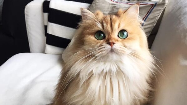Кошка Смузи, самая фотогеничная в мире