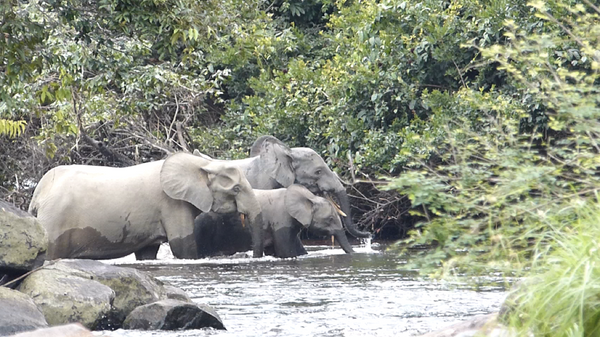 Лесные слоны в Габоне