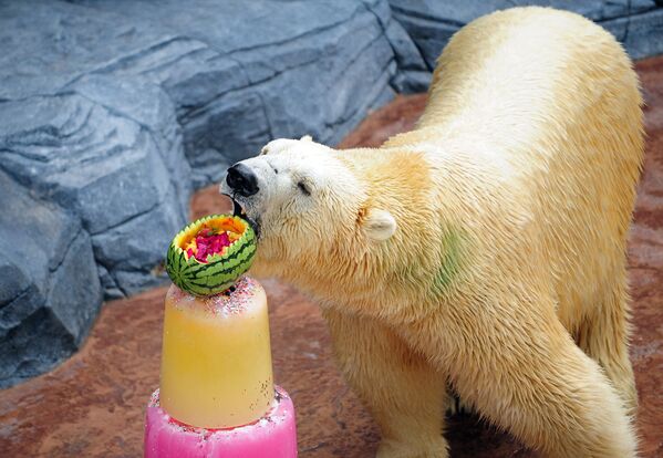 Полярный медведь ест замороженное угощение в зоопарке Сингапура