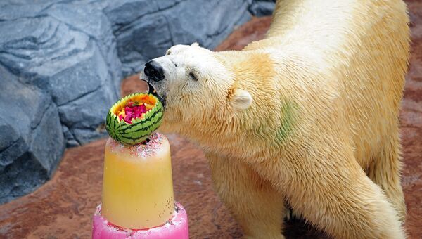 Полярный медведь ест замороженное угощение в зоопарке Сингапура